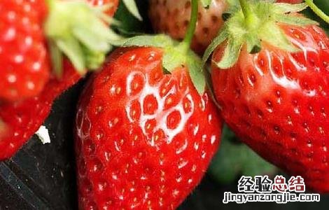 草莓什么时候种植 草莓什么时候种植最好