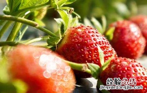 草莓什么时候种植 草莓什么时候种植最好