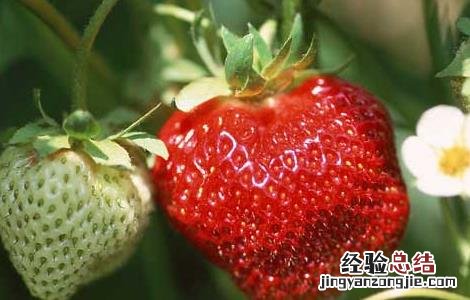 草莓什么时候种植 草莓什么时候种植最好