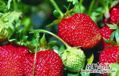 草莓什么时候种植 草莓什么时候种植最好