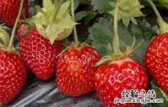 草莓怎么保存时间长 新鲜草莓怎么保存时间长