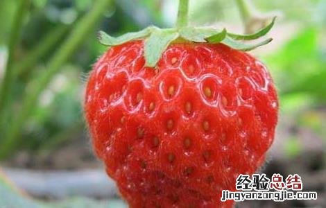 草莓怎么保存时间长 新鲜草莓怎么保存时间长