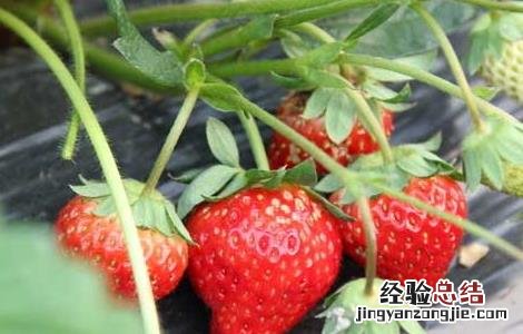 草莓怎么保存时间长 新鲜草莓怎么保存时间长