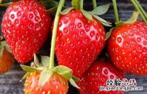 草莓怎么保存时间长 新鲜草莓怎么保存时间长