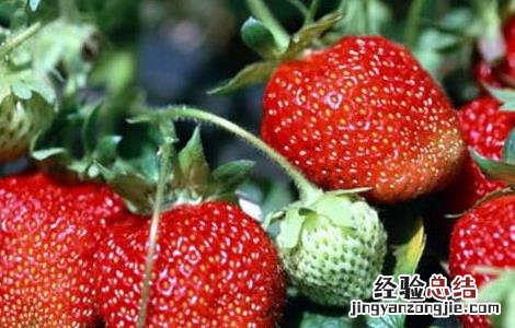 草莓怎么保存时间长 新鲜草莓怎么保存时间长