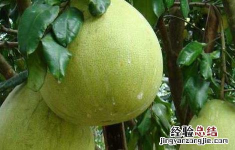 柚子苦是怎么回事 柚子苦能吃吗 柚子苦是怎么回事