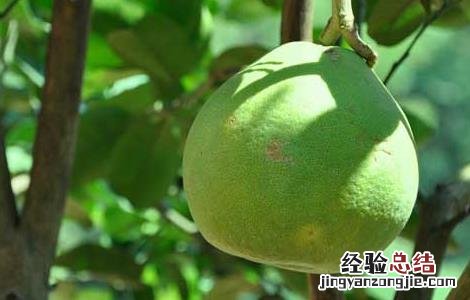 柚子苦是怎么回事 柚子苦能吃吗 柚子苦是怎么回事