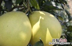 柚子苦是怎么回事 柚子苦能吃吗 柚子苦是怎么回事