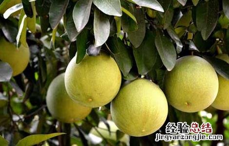 柚子苦是怎么回事 柚子苦能吃吗 柚子苦是怎么回事