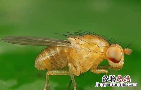 樱桃虫子是什么虫子 樱桃虫子是什么虫