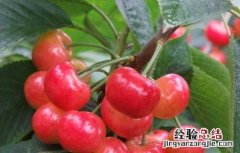 樱桃虫子是什么虫子 樱桃虫子是什么虫