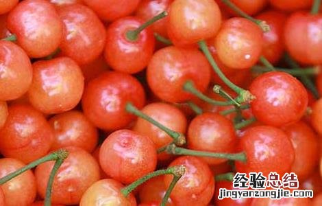 樱桃虫子是什么虫子 樱桃虫子是什么虫