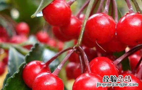 樱桃虫子是什么虫子 樱桃虫子是什么虫