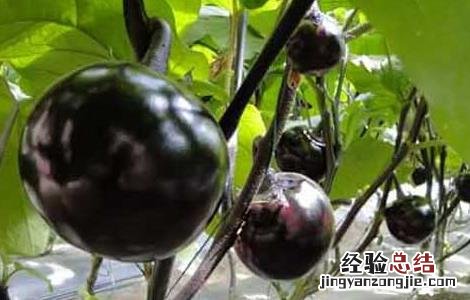 黑番茄是转基因的吗 黑番茄是转基因的吗?