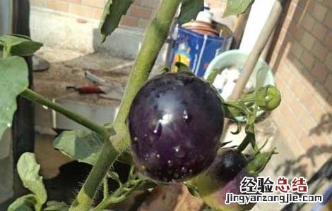 黑番茄是转基因的吗 黑番茄是转基因的吗?