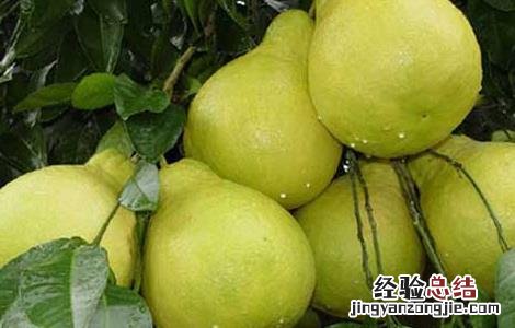 柚子树嫁接技术百度 柚子树嫁接技术