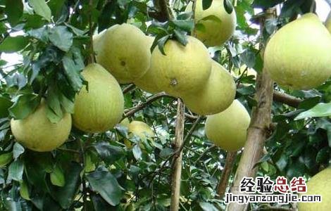 柚子树嫁接技术百度 柚子树嫁接技术