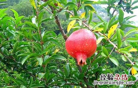 石榴种子怎么种才能发芽不用泡水 石榴种子怎么种