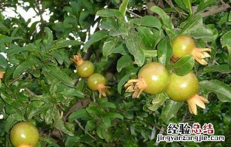石榴种子怎么种才能发芽不用泡水 石榴种子怎么种
