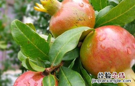 石榴种子怎么种才能发芽不用泡水 石榴种子怎么种