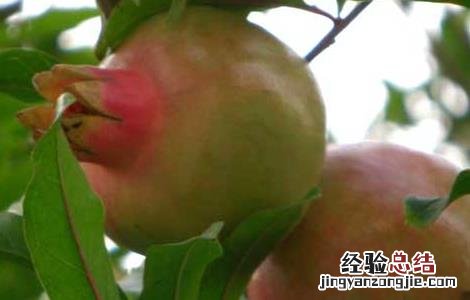 石榴种子怎么种才能发芽不用泡水 石榴种子怎么种