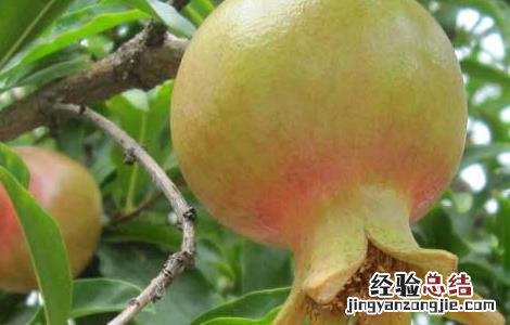 石榴种子怎么种才能发芽不用泡水 石榴种子怎么种