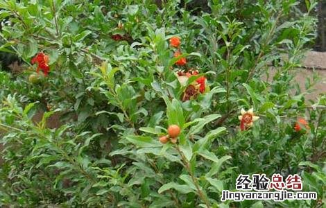 石榴树长什么样子 石榴树长什么样子图片