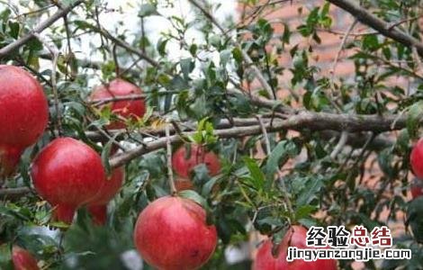 石榴树长什么样子 石榴树长什么样子图片
