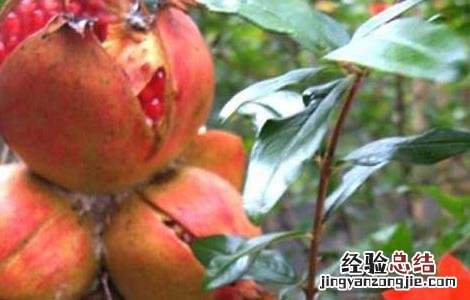 石榴树长什么样子 石榴树长什么样子图片