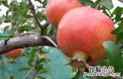 石榴树长什么样子 石榴树长什么样子图片