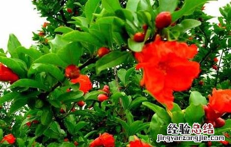 石榴树长什么样子 石榴树长什么样子图片