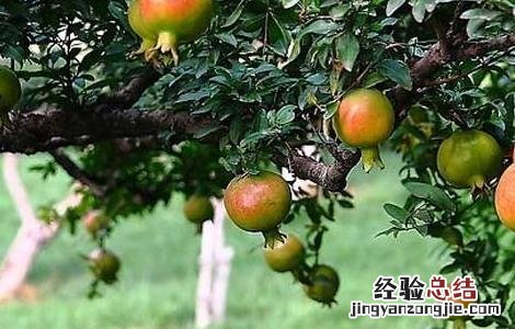 石榴树长什么样子 石榴树长什么样子图片