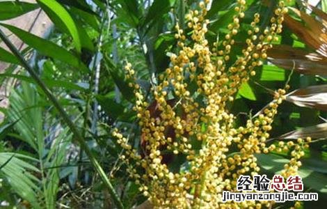 袖珍椰子养殖方法 袖珍椰子养殖方法与技巧