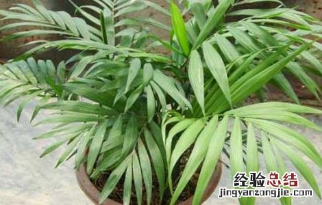 袖珍椰子养殖方法 袖珍椰子养殖方法与技巧