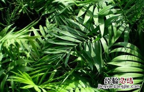 袖珍椰子养殖方法 袖珍椰子养殖方法与技巧