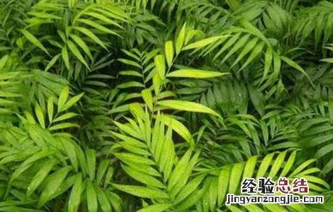 袖珍椰子养殖方法 袖珍椰子养殖方法与技巧