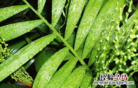 袖珍椰子养殖方法 袖珍椰子养殖方法与技巧