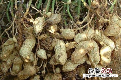 花生什么时候种花生 花生什么时候种