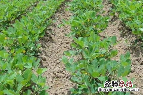 花生什么时候种花生 花生什么时候种