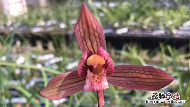 墨兰品种哪个品种最好吃 墨兰品种哪个品种最好