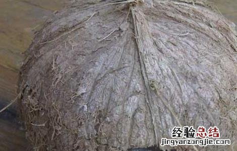 椰子怎么打开椰子的正确打开方法视频 椰子怎么打开