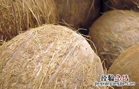 椰子怎么打开椰子的正确打开方法视频 椰子怎么打开