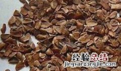 香椿子怎么水喝 香椿子熬水喝的作用