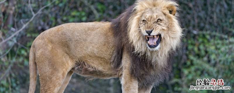 狮子是几级保护动物 狮子是一级保护动物还是二级保护动物