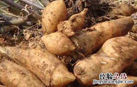 孕妇雪莲果可以生吃吗 雪莲果可以生吃吗