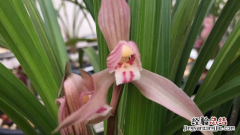 新手兰花哪个品种好 新手兰花哪个品种好养护