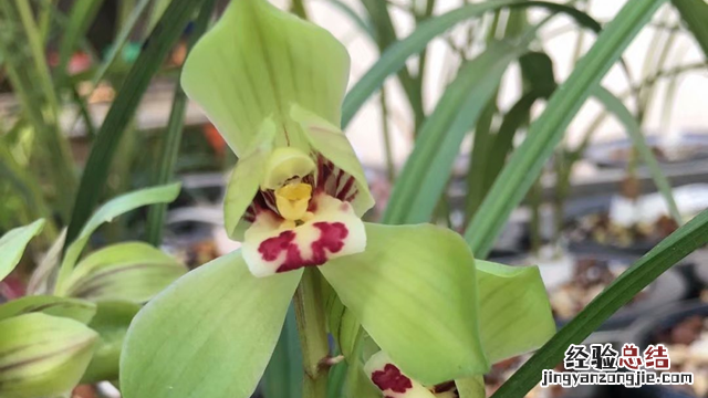 刚栽的兰花怎么处理 兰花盆栽前要怎么处理
