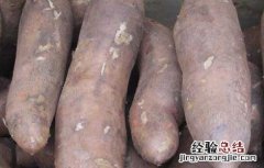 雪莲果产地在哪里 云南雪莲果产地在哪里