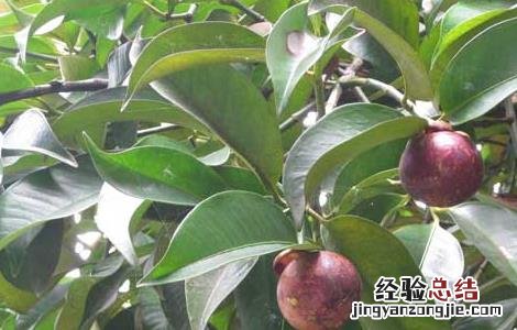 山竹的繁殖方法 山竹繁殖方式