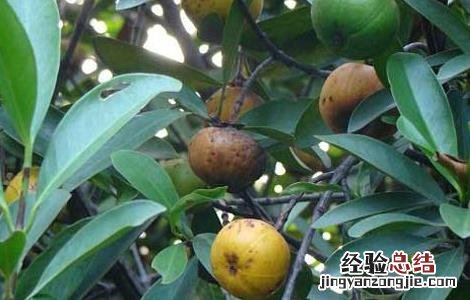 山竹的繁殖方法 山竹繁殖方式